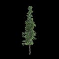 3d illustration of Agathis robusta tree isolated on black background Royalty Free Stock Photo