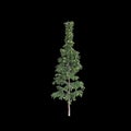 3d illustration of Agathis robusta tree isolated on black background Royalty Free Stock Photo