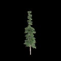 3d illustration of Agathis robusta tree isolated on black background Royalty Free Stock Photo