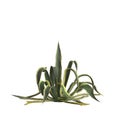 3d illustration of agave americana bush isolated on white background