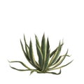 3d illustration of agave americana bush isolated on white background