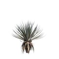 3d illustration of Agave angustifolia tree isolated on white background