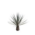 3d illustration of Agave angustifolia tree isolated on white background