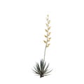 3d illustration of Agave angustifolia tree isolated on white background