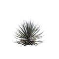 3d illustration of Agave angustifolia tree isolated on white background