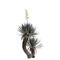 3d illustration of Agave angustifolia tree isolated on white background