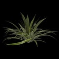 3d illustration of agave bracteosa plant isolated on black background