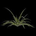 3d illustration of agave bracteosa plant isolated on black background