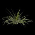 3d illustration of agave bracteosa plant isolated on black background