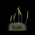 3d illustration of Agave stricta bush isolated on black background Royalty Free Stock Photo