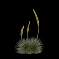 3d illustration of Agave stricta bush isolated on black background Royalty Free Stock Photo
