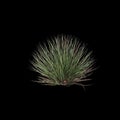 3d illustration of Agave stricta bush isolated on black background Royalty Free Stock Photo