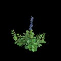 3d illustration of Ajuga reptans bush isolated on black background Royalty Free Stock Photo