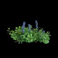 3d illustration of Ajuga reptans bush isolated on black background Royalty Free Stock Photo