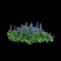3d illustration of Ajuga reptans bush isolated on black background Royalty Free Stock Photo