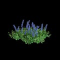 3d illustration of Ajuga reptans bush isolated on black background Royalty Free Stock Photo