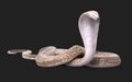 Albino king cobra snake White and brown cobra snake with clipping path.