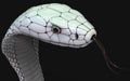 Albino king cobra snake. Abnormal snake