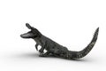 3D illustration of an Alligator attacking with jaws wide open isolated on white Royalty Free Stock Photo