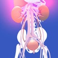 3d illustration of the anatomy of the kidney and its environment within the human body.