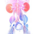 3d illustration of the anatomy of the kidneys, the nearby organs and the transparent skeleton.