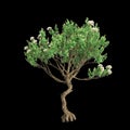 3d illustration of Angophora dispida tree isolated on black background Royalty Free Stock Photo