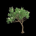 3d illustration of Angophora dispida tree isolated on black background Royalty Free Stock Photo