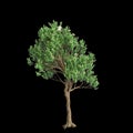 3d illustration of Angophora dispida tree isolated on black background