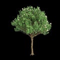 3d illustration of Angophora dispida tree isolated on black background Royalty Free Stock Photo