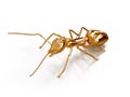 3D illustration of ant Royalty Free Stock Photo