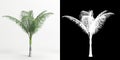 3d illustration of Archontophoenix alexandrae tree isolated on white and its mask Royalty Free Stock Photo
