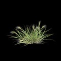 3d illustration of Aristida behriana bush isolated on black background Royalty Free Stock Photo