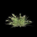 3d illustration of Aristida behriana bush isolated on black background Royalty Free Stock Photo