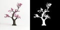 3d illustration of Armeniaca mume bonsai isolated on white and its mask