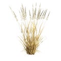 3d illustration of arrhenatherum elatius grass isolated on white background