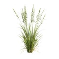 3d illustration of arrhenatherum elatius grass isolated on white background