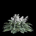 3d illustration of Arthropodium cirratum bush isolated on black background