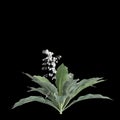 3d illustration of Arthropodium cirratum bush isolated on black background
