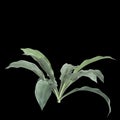 3d illustration of Arthropodium cirratum bush isolated on black background