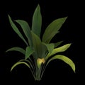 3d illustration of aspidistra elatior plant isolated on black background