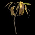 3d illustration of aspidistra elatior plant isolated on black background