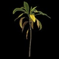 3d illustration of aspidistra elatior plant isolated on black background