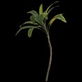 3d illustration of aspidistra elatior plant isolated on black background