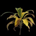 3d illustration of aspidistra elatior plant isolated on black background