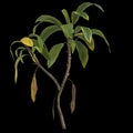 3d illustration of aspidistra elatior plant isolated on black background