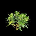 3d illustration of Aucuba japonica bush isolated on black background