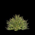 3d illustration of Austromyrtus tenuifolia bush isolated on black background