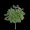 3d illustration of Azadirachta indica tree isolated on black background