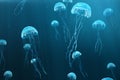 3D illustration background of jellyfish. Jellyfish swims in the ocean sea, light passes through the water, creating the Royalty Free Stock Photo