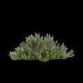 3d illustration of Banksia spinulosa bush isolated on black background Royalty Free Stock Photo